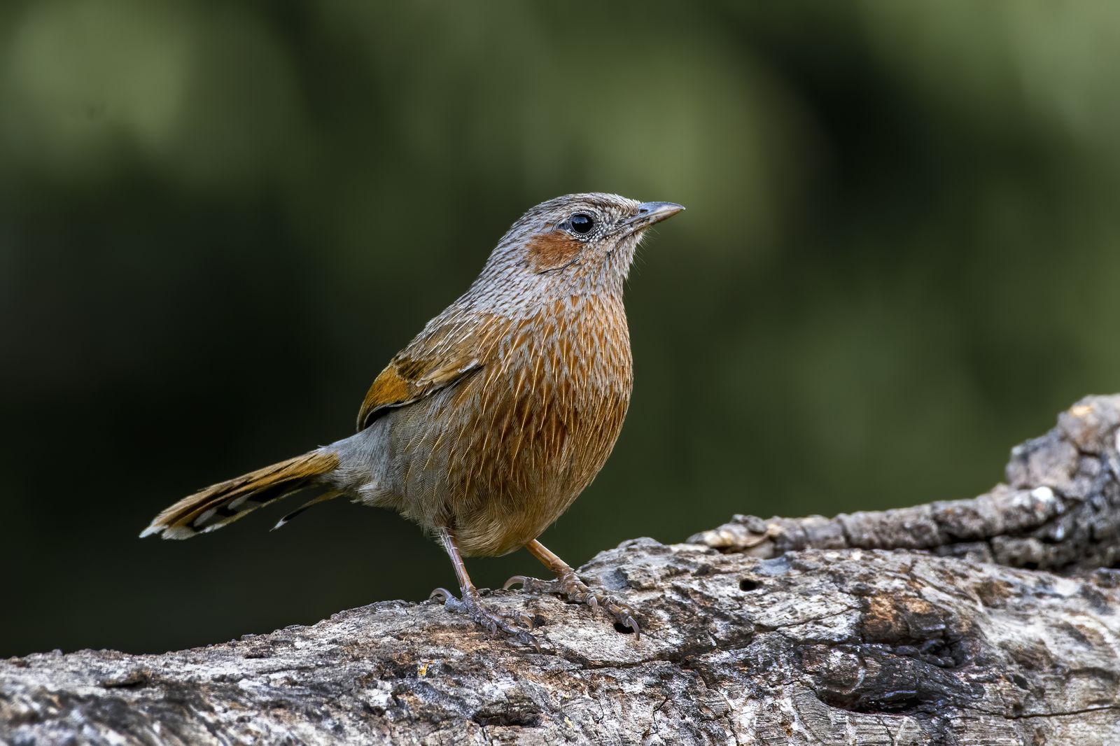 Birds 259