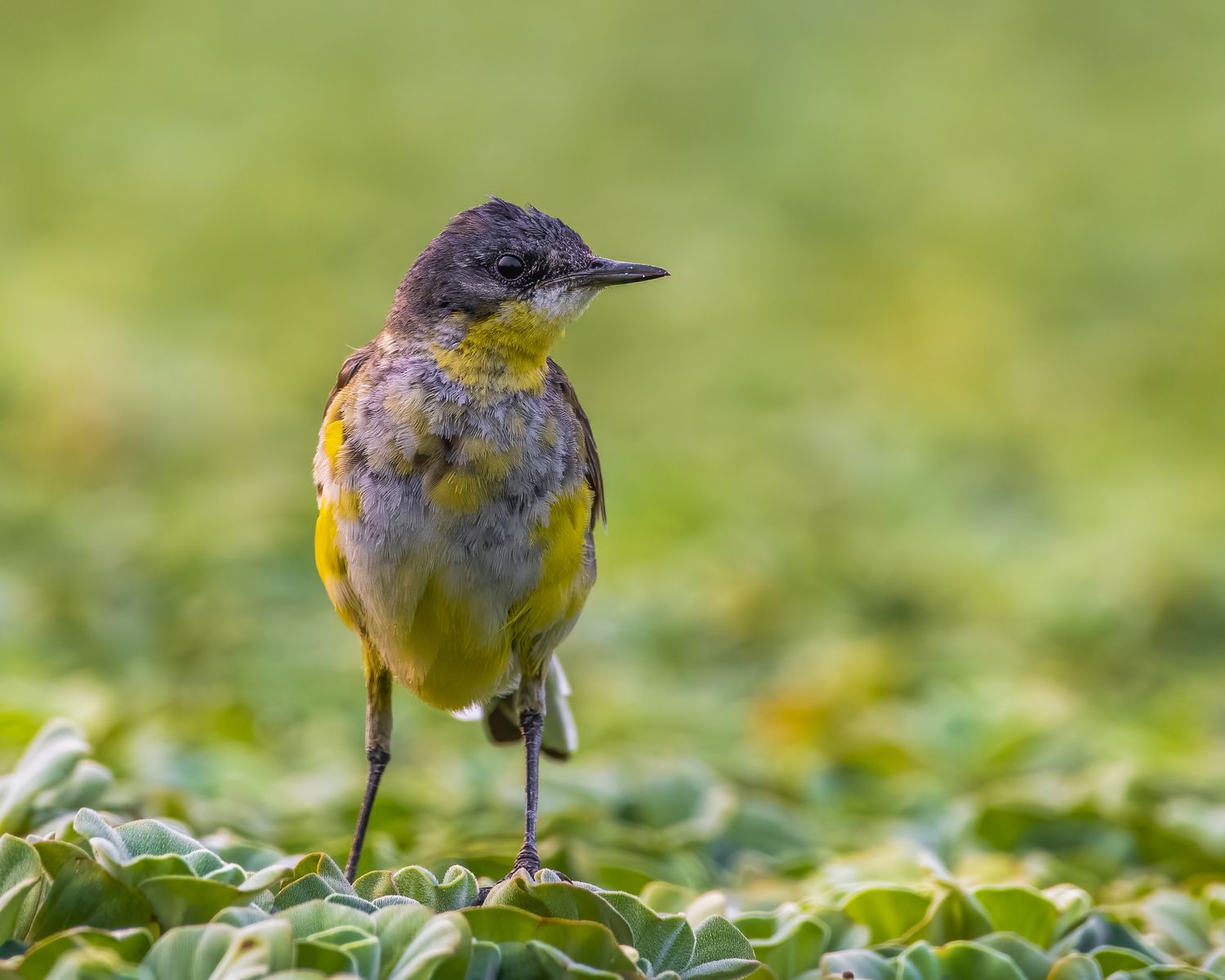 Birds 260