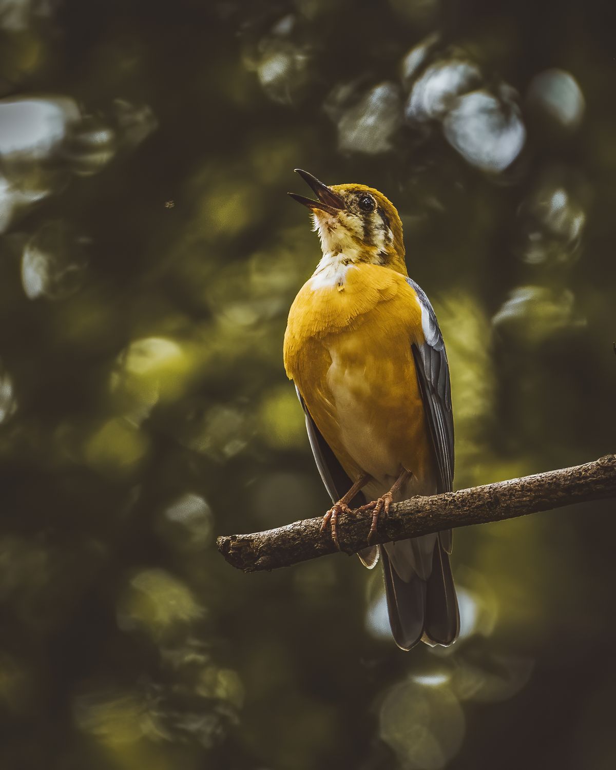 Birds 261