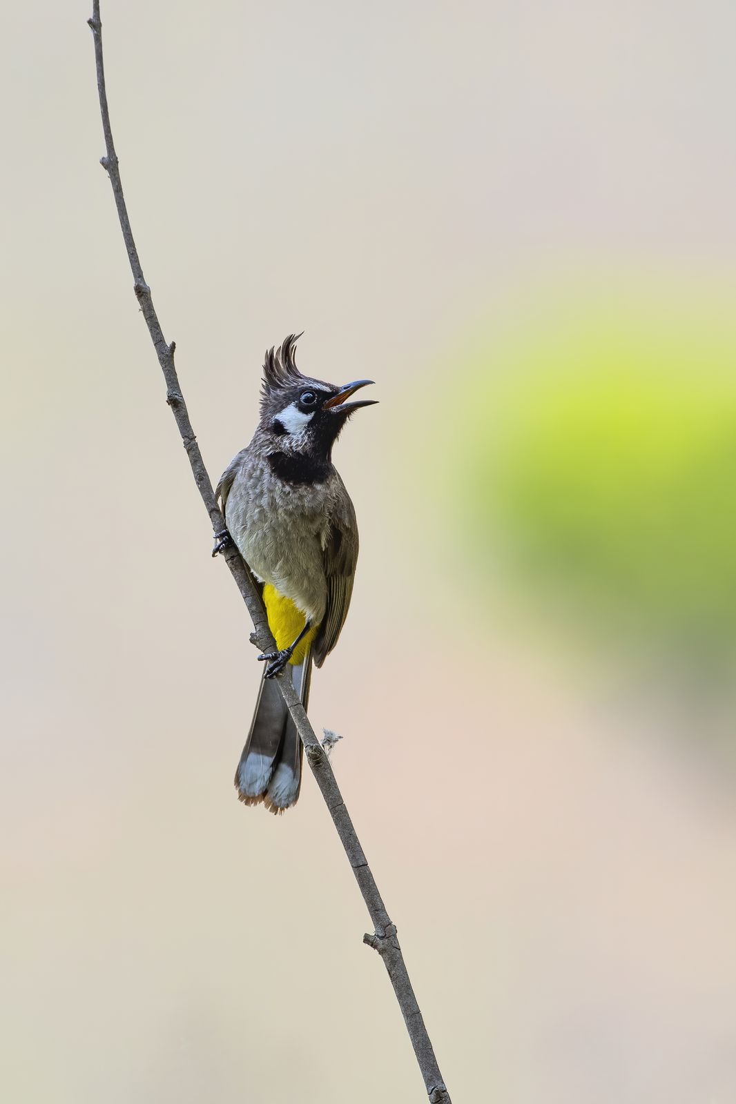 Birds 265