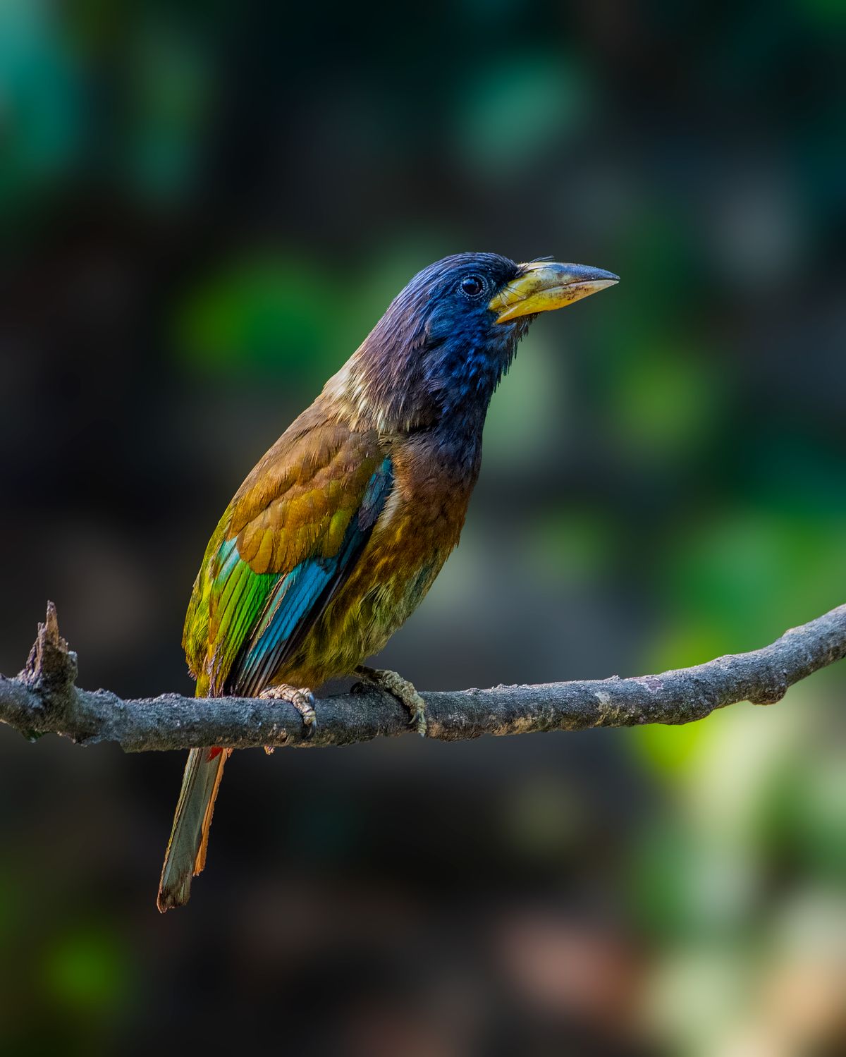 Birds 266