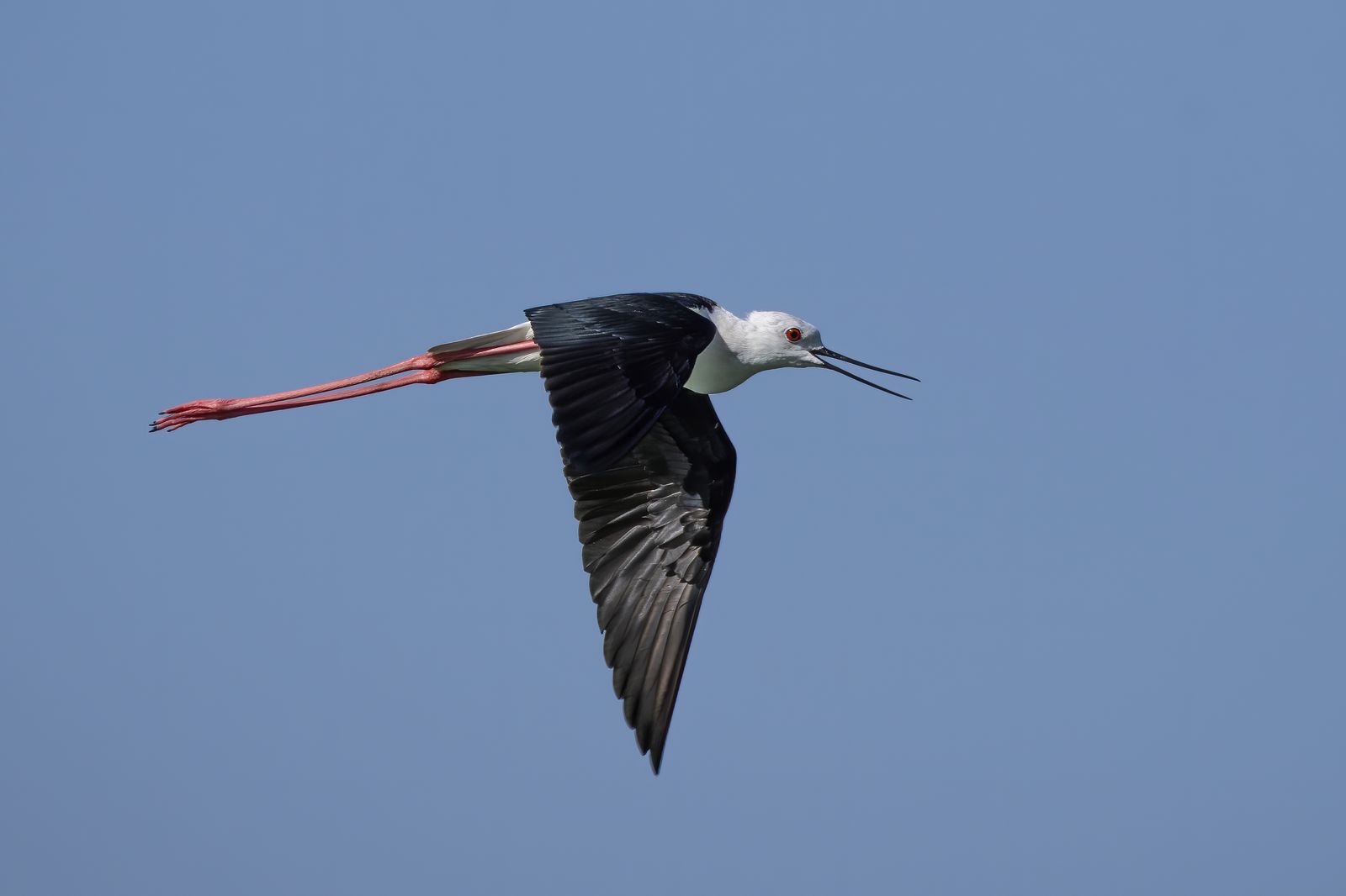 Birds 268
