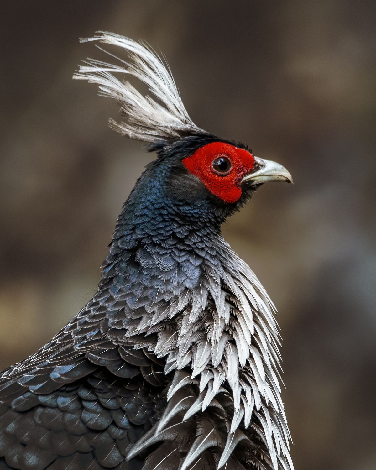 Birds 269