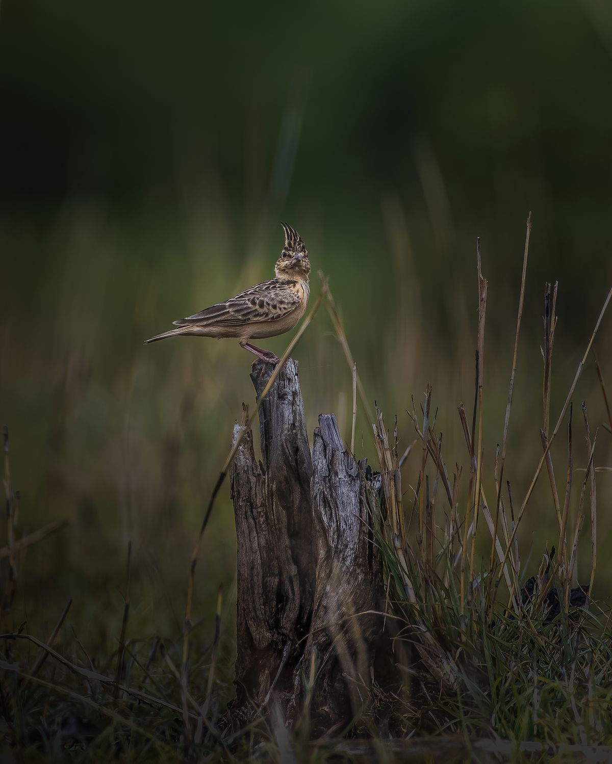 Birds 270