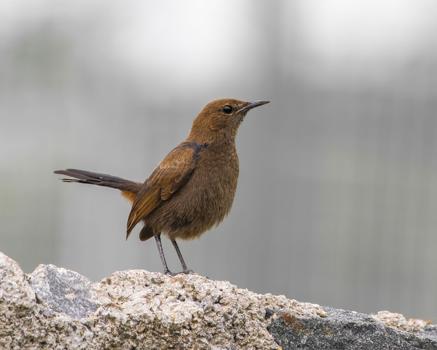 Birds 271