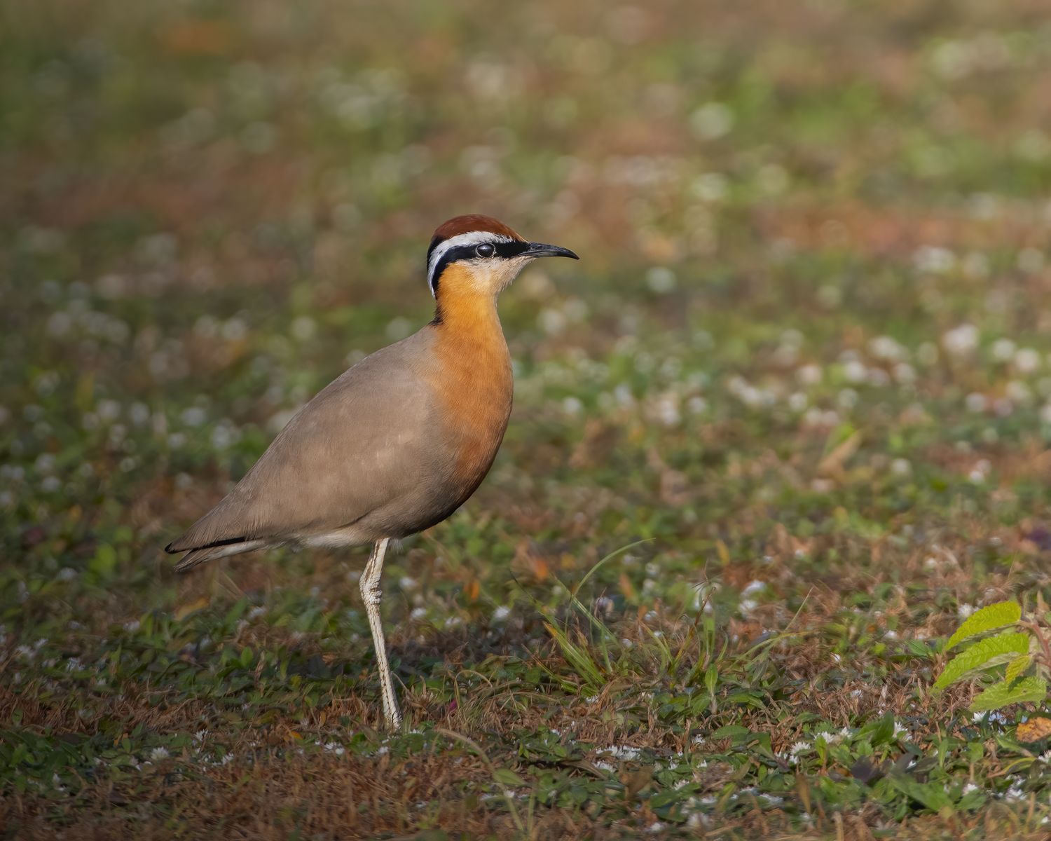 Birds 272