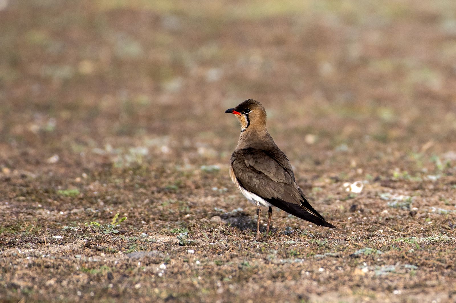 Birds 273