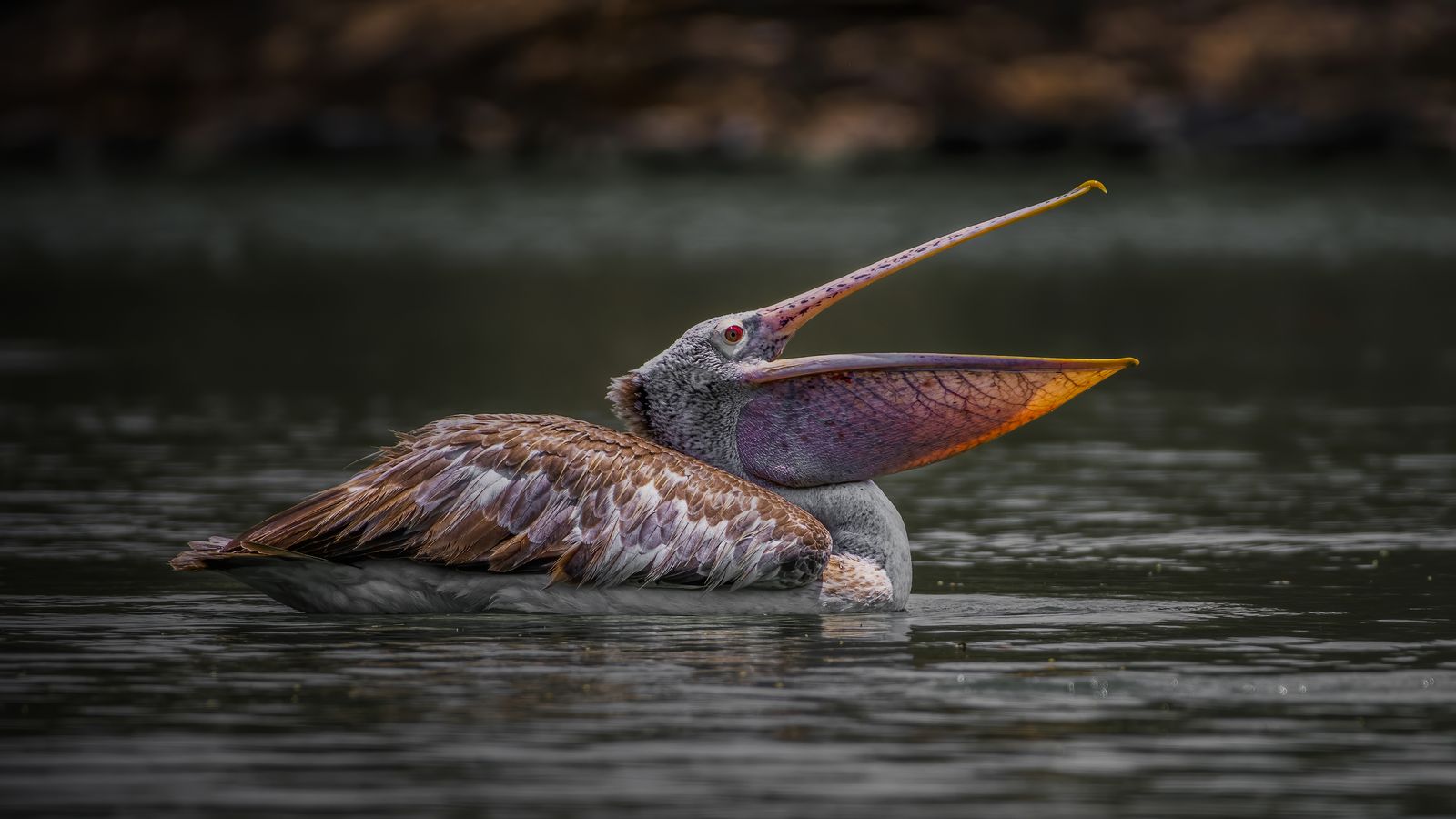 Birds 274