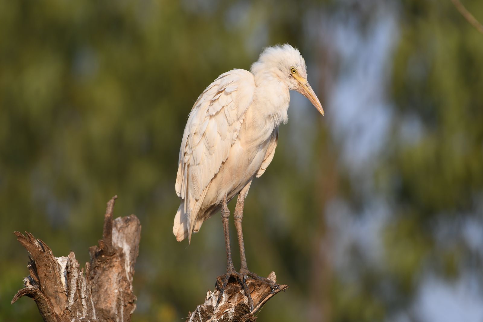 Birds 275