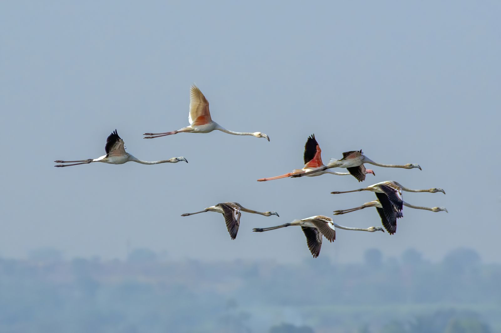 Birds 277