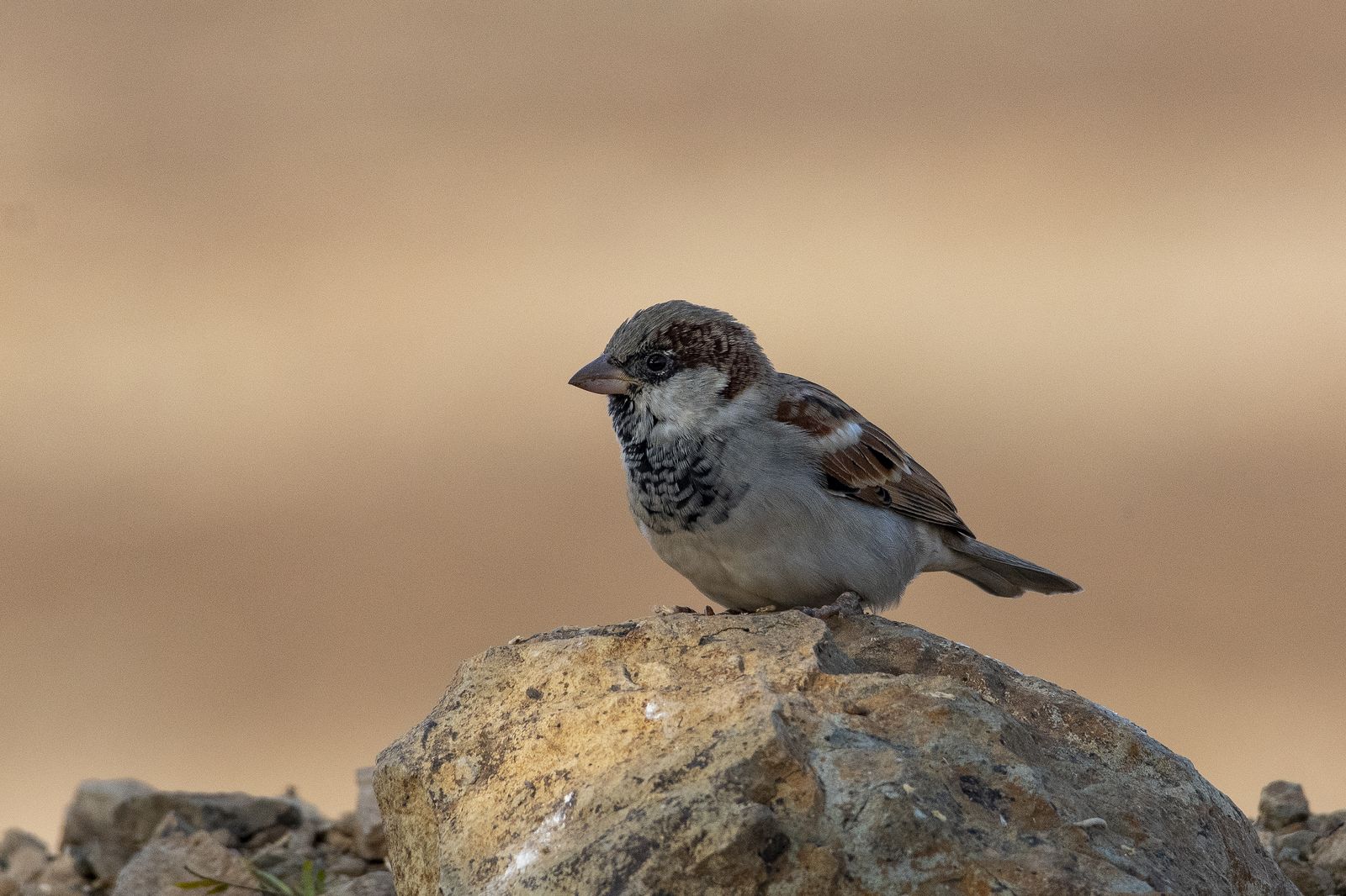 Birds 278