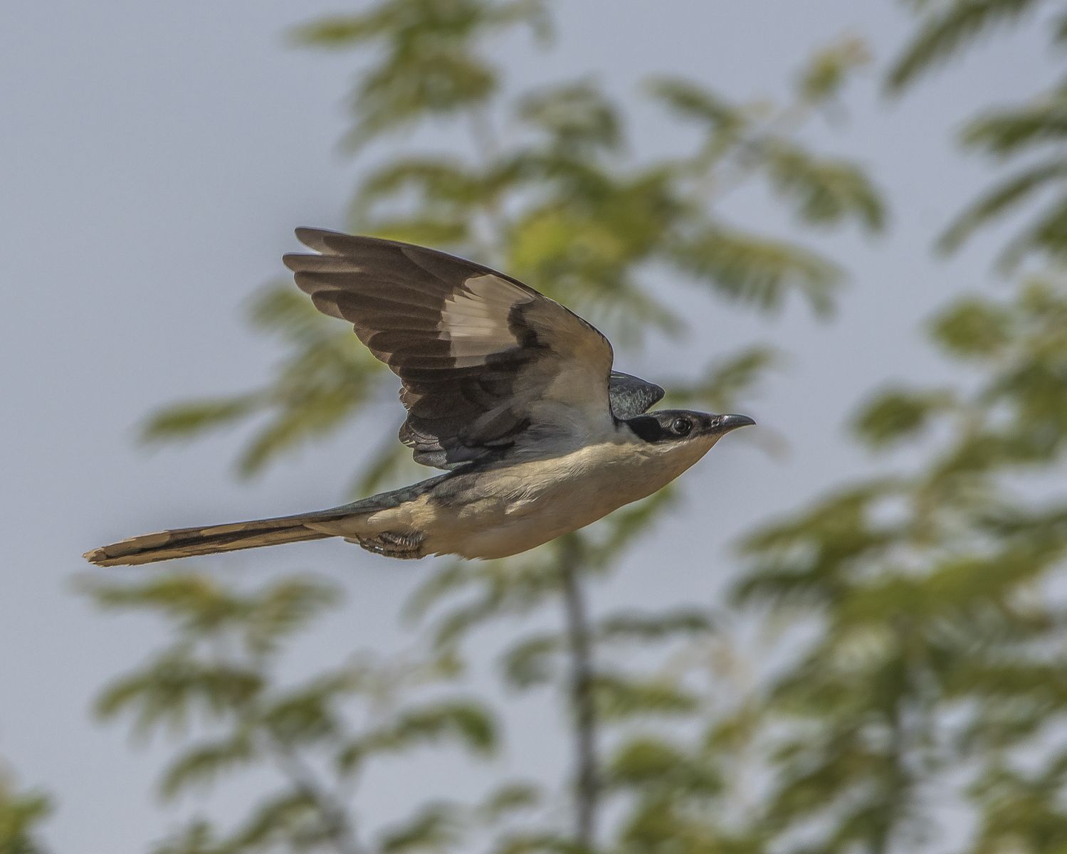 Birds 279