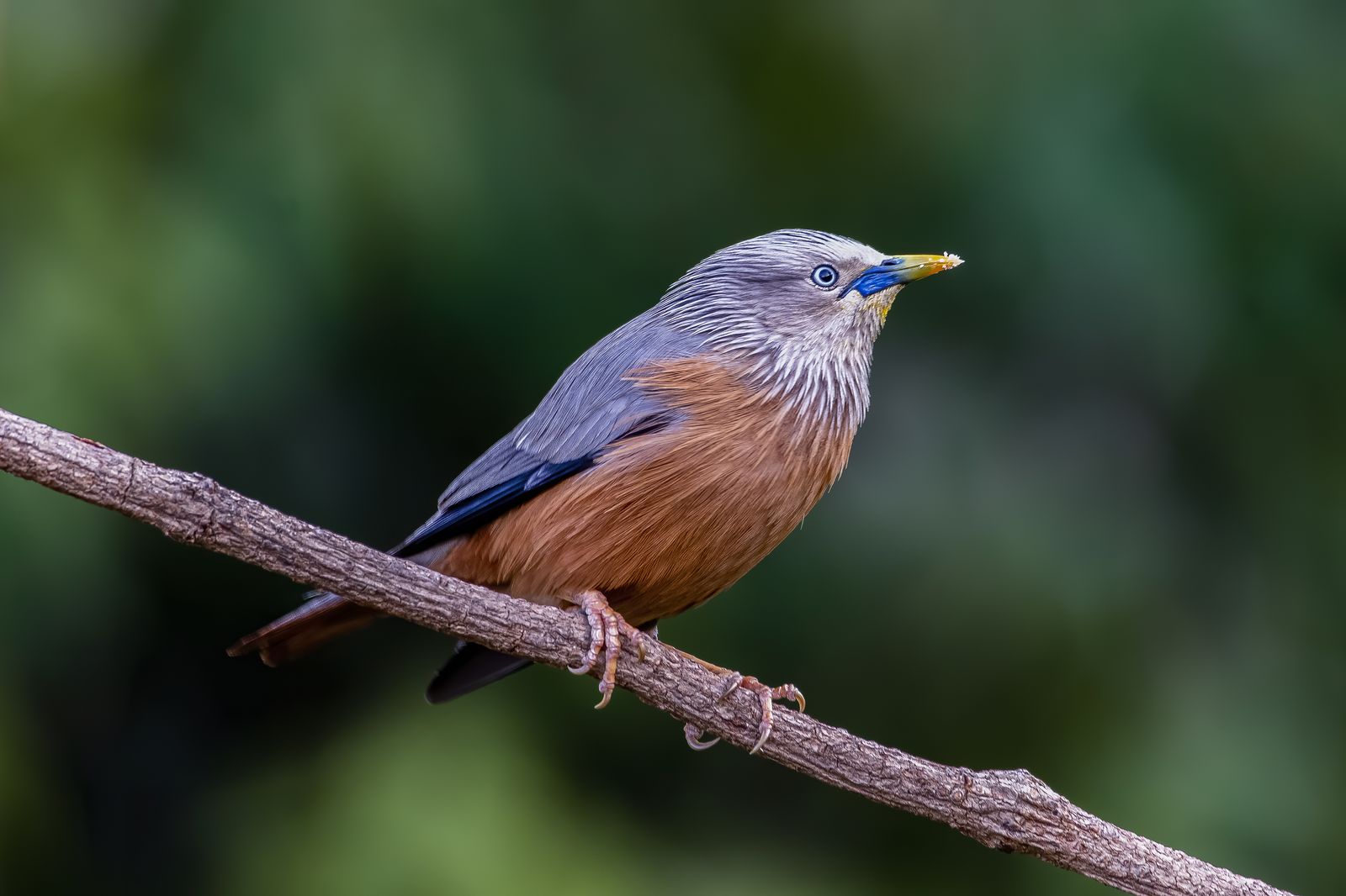 Birds 280