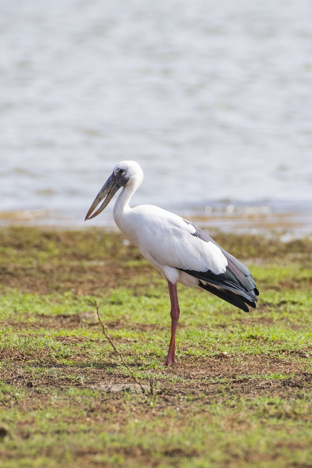 Birds 281