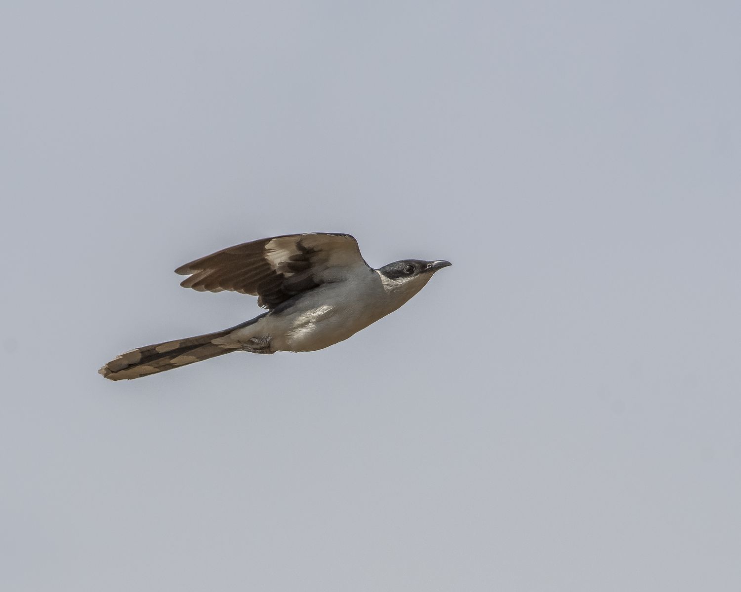 Birds 282