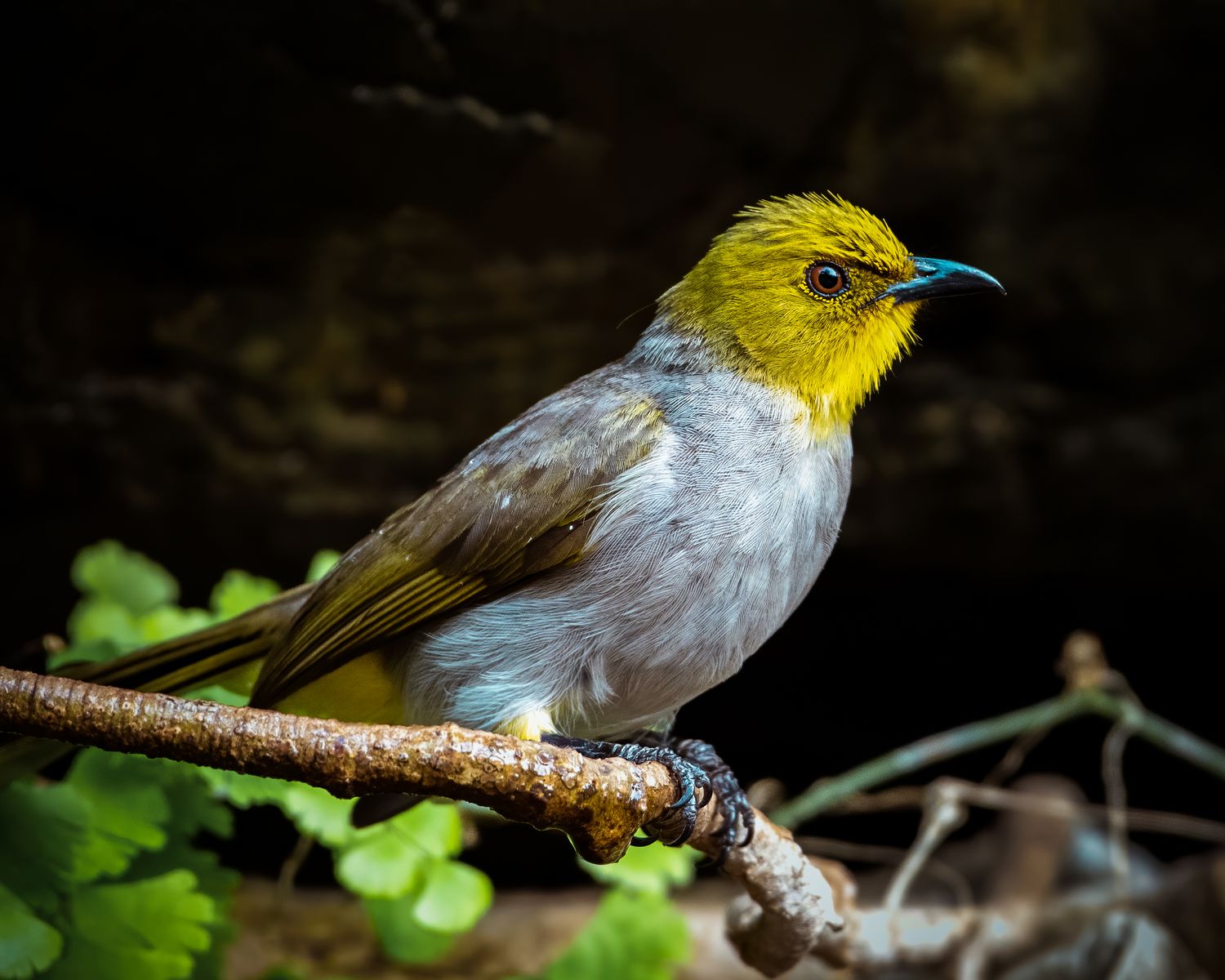 Birds 283