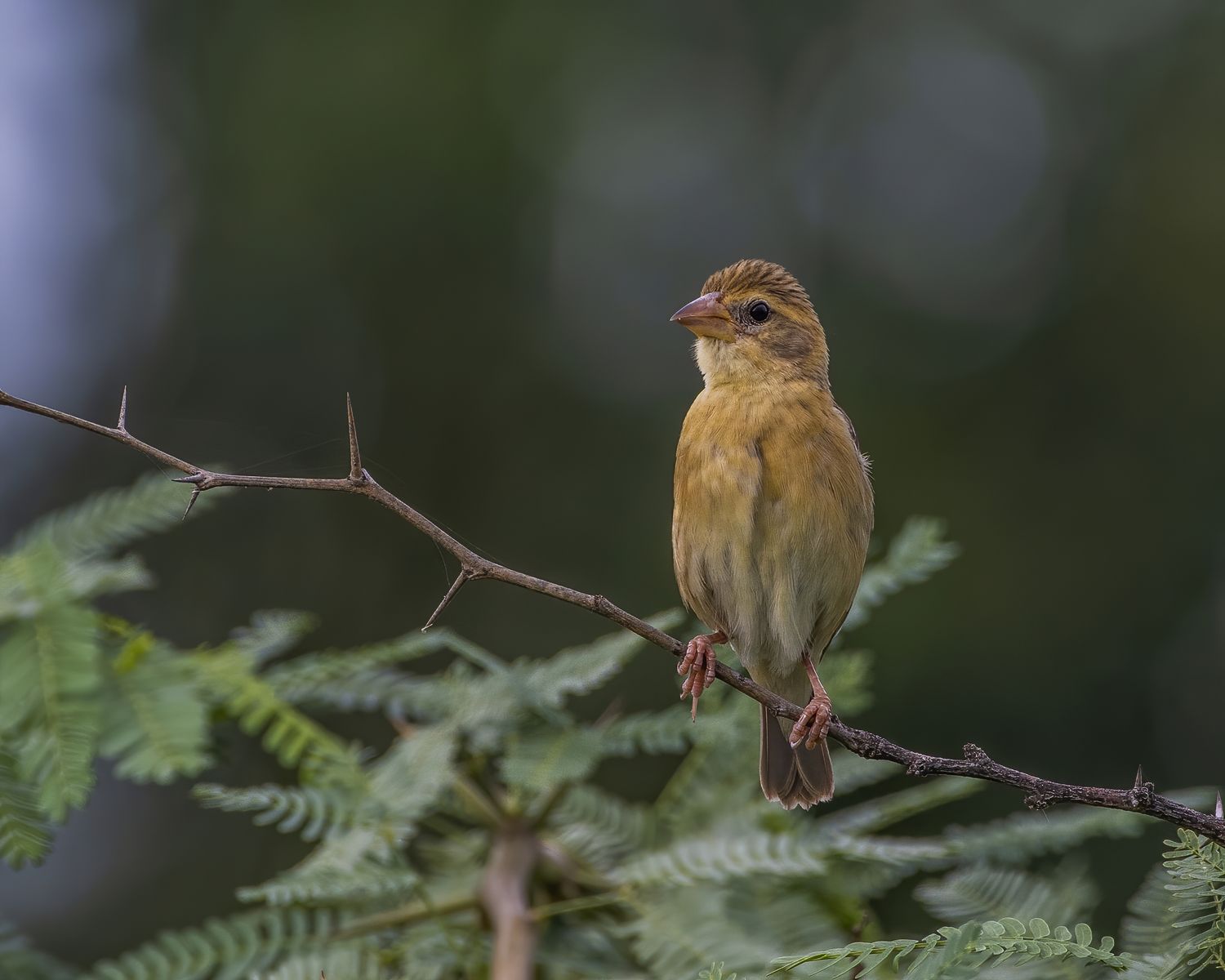 Birds 284