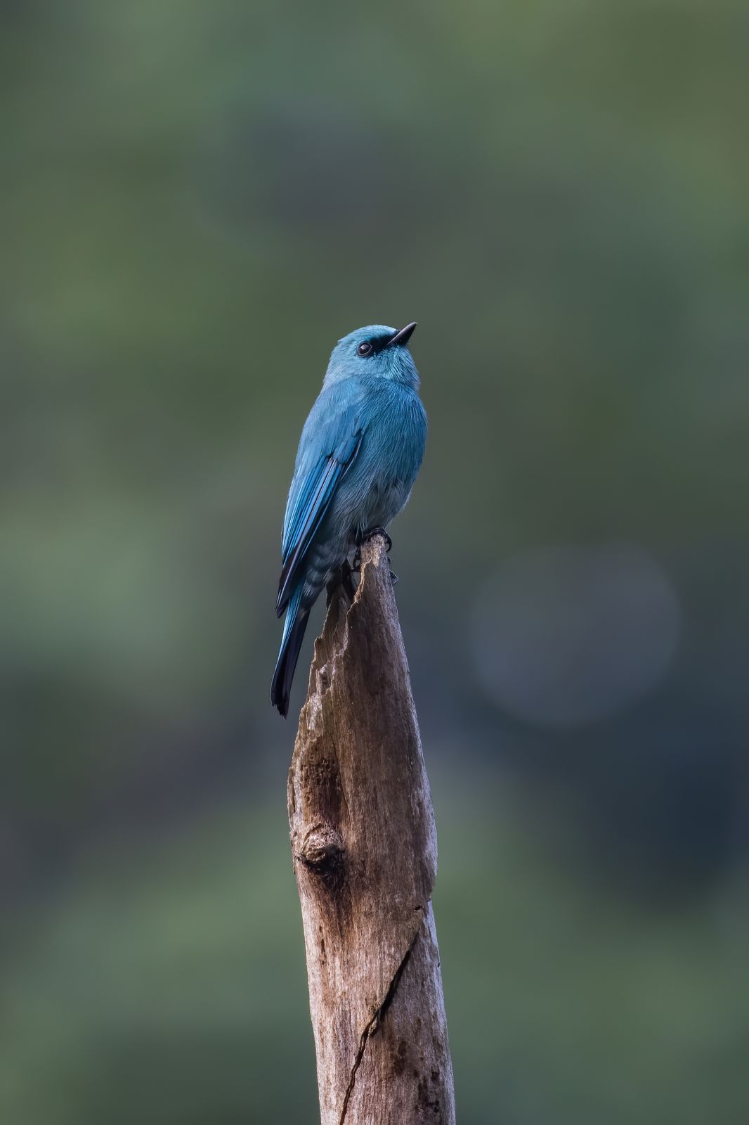 Birds 285