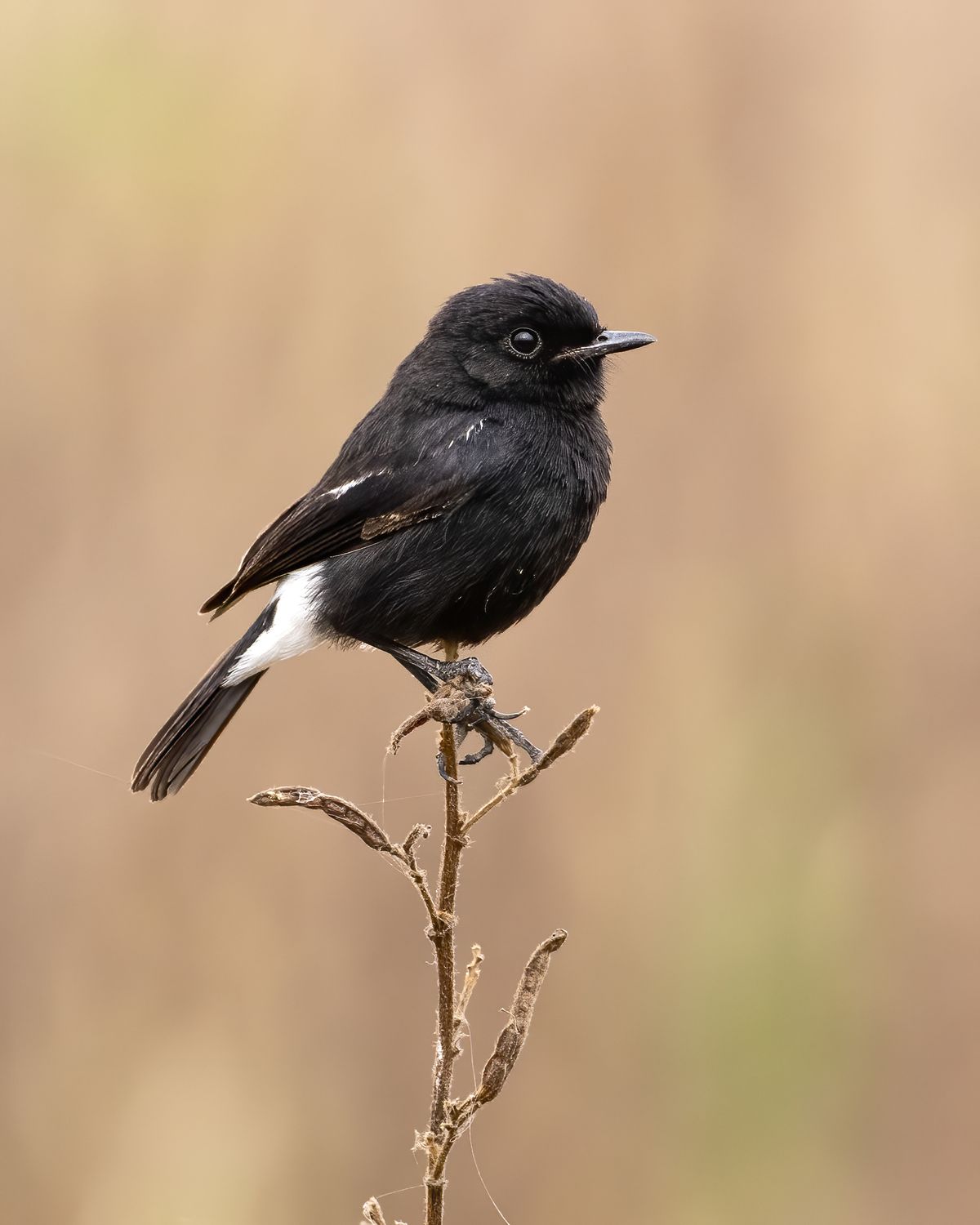 Birds 287