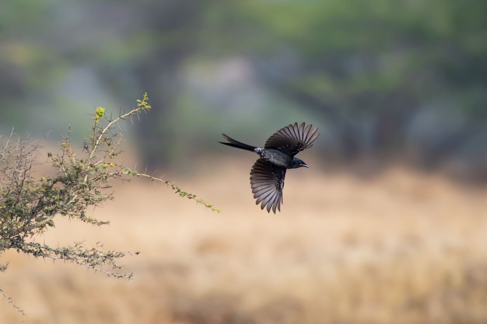 Birds 289