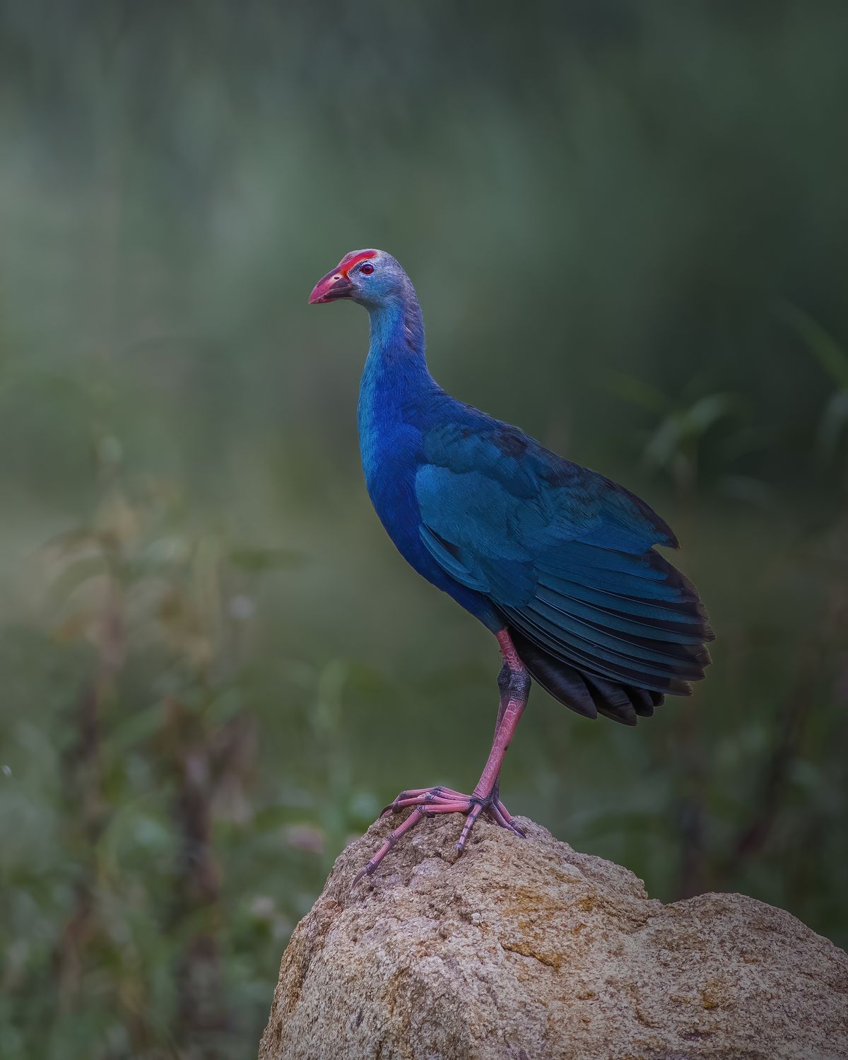 Birds 290