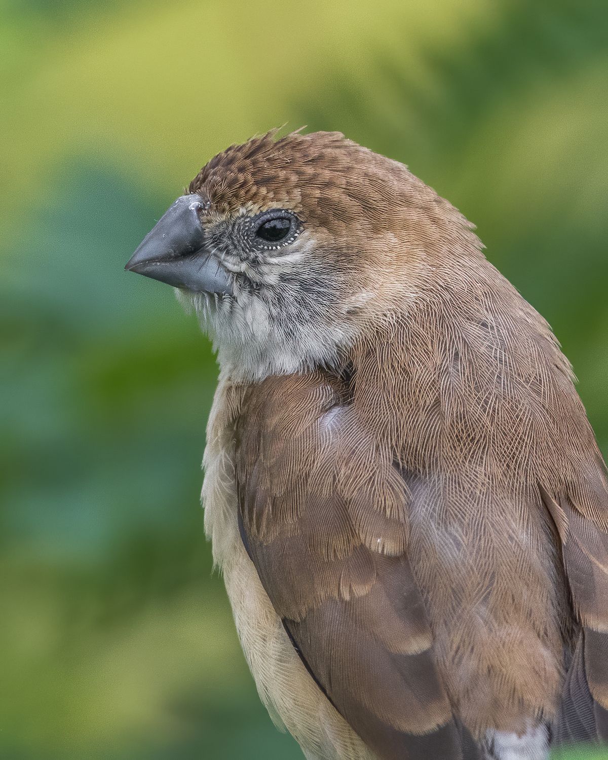 Birds 291