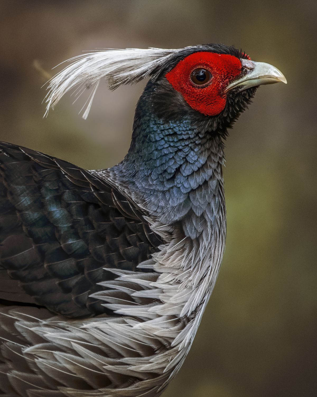 Birds 292
