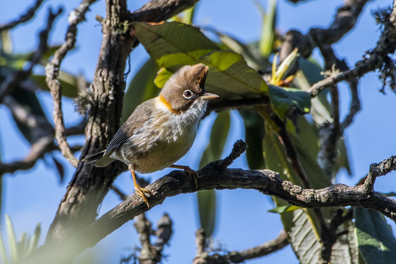 Birds 294