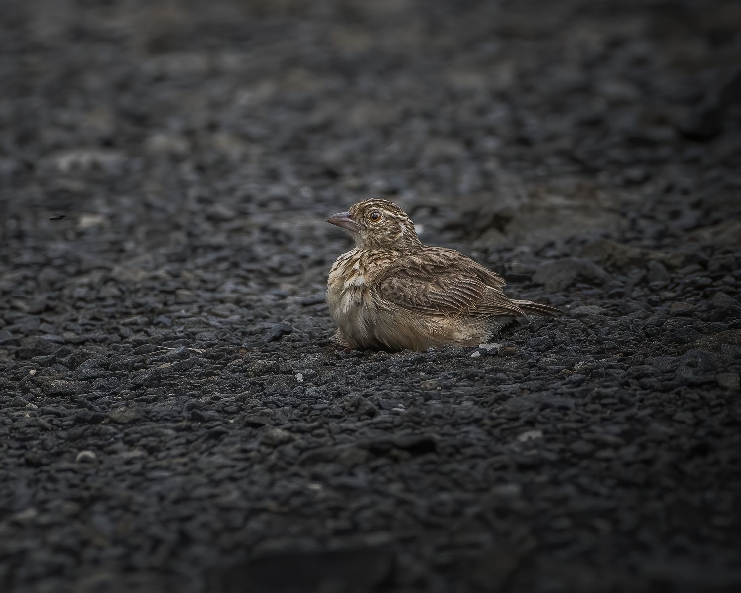 Birds 295