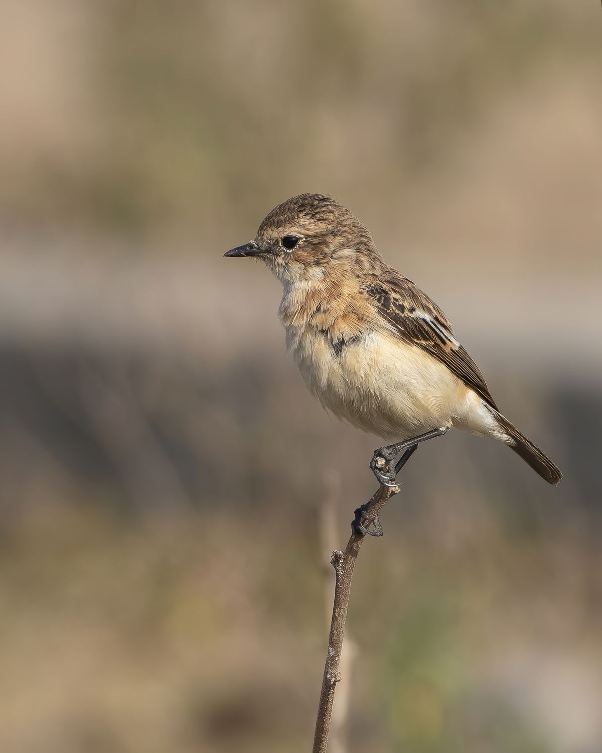 Birds 296
