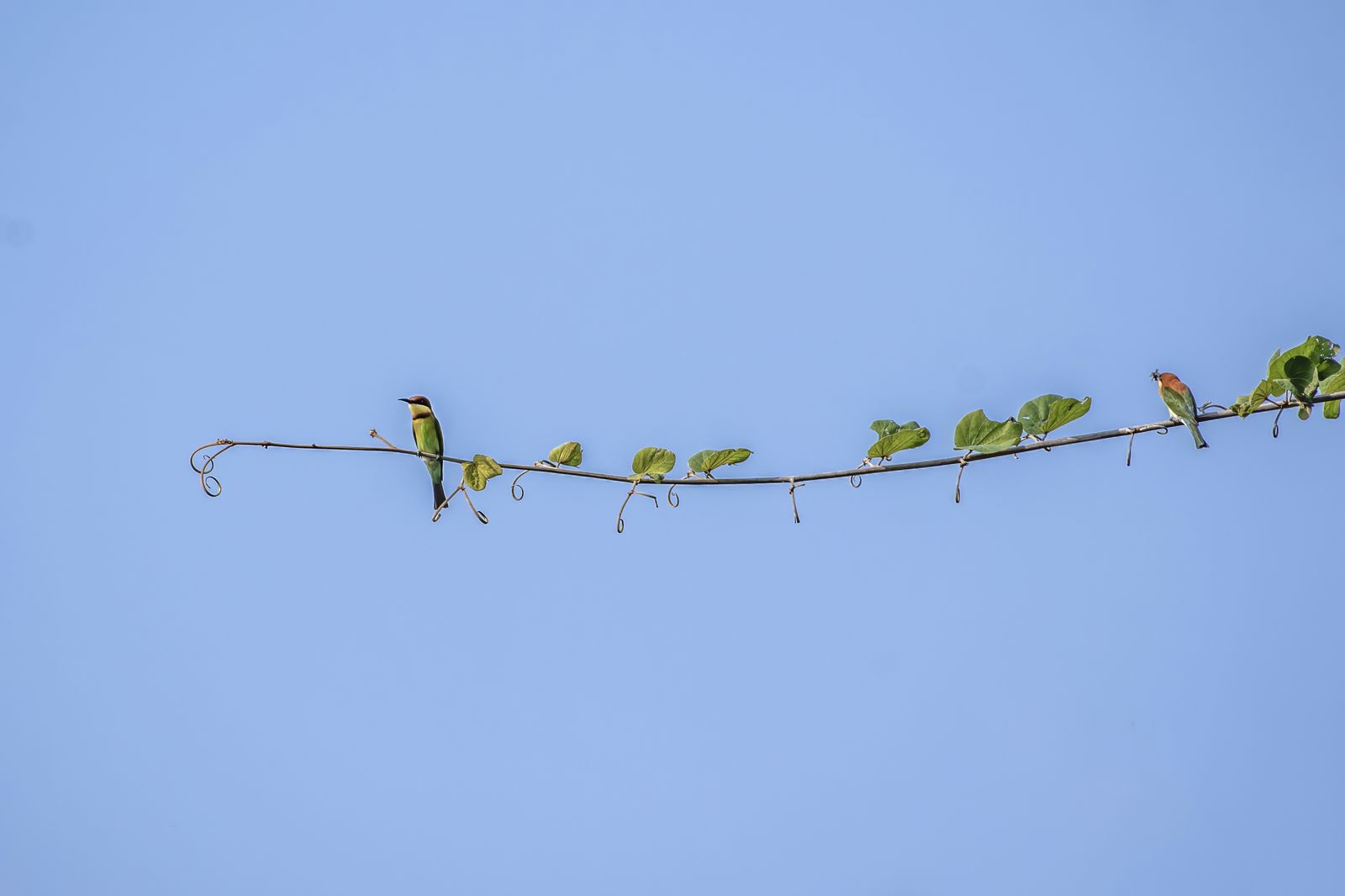 Birds 297