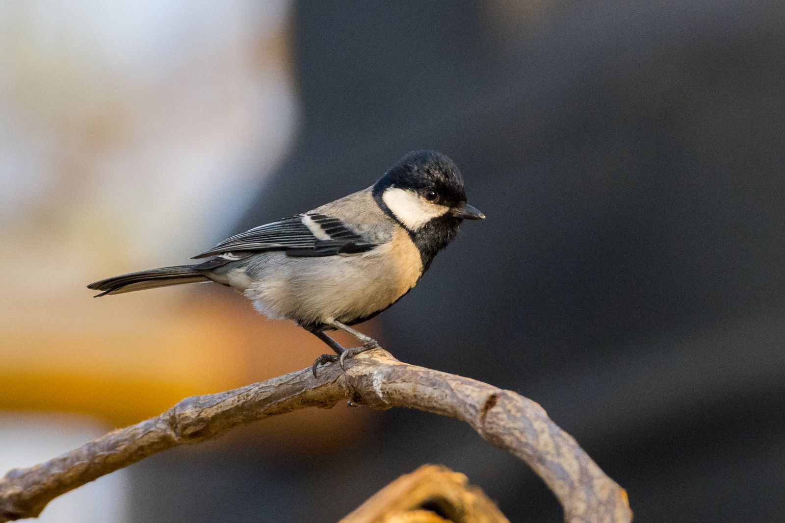 Birds 298