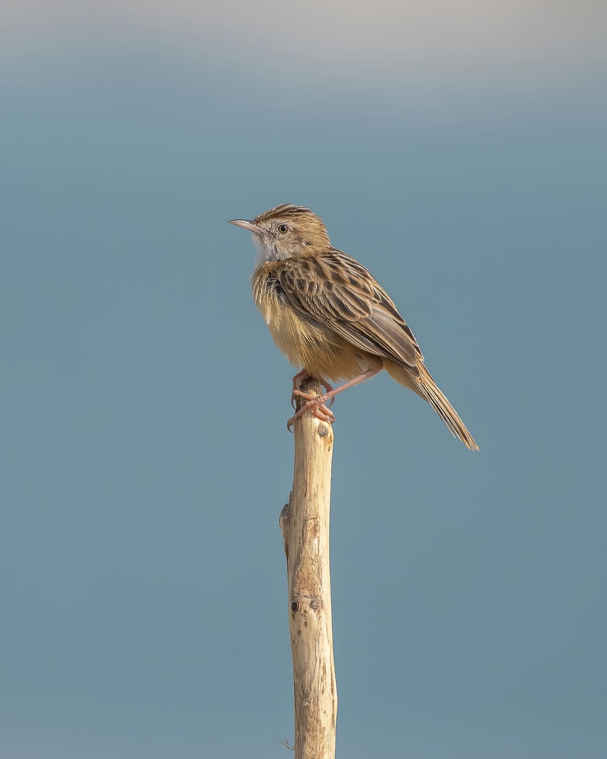 Birds 299