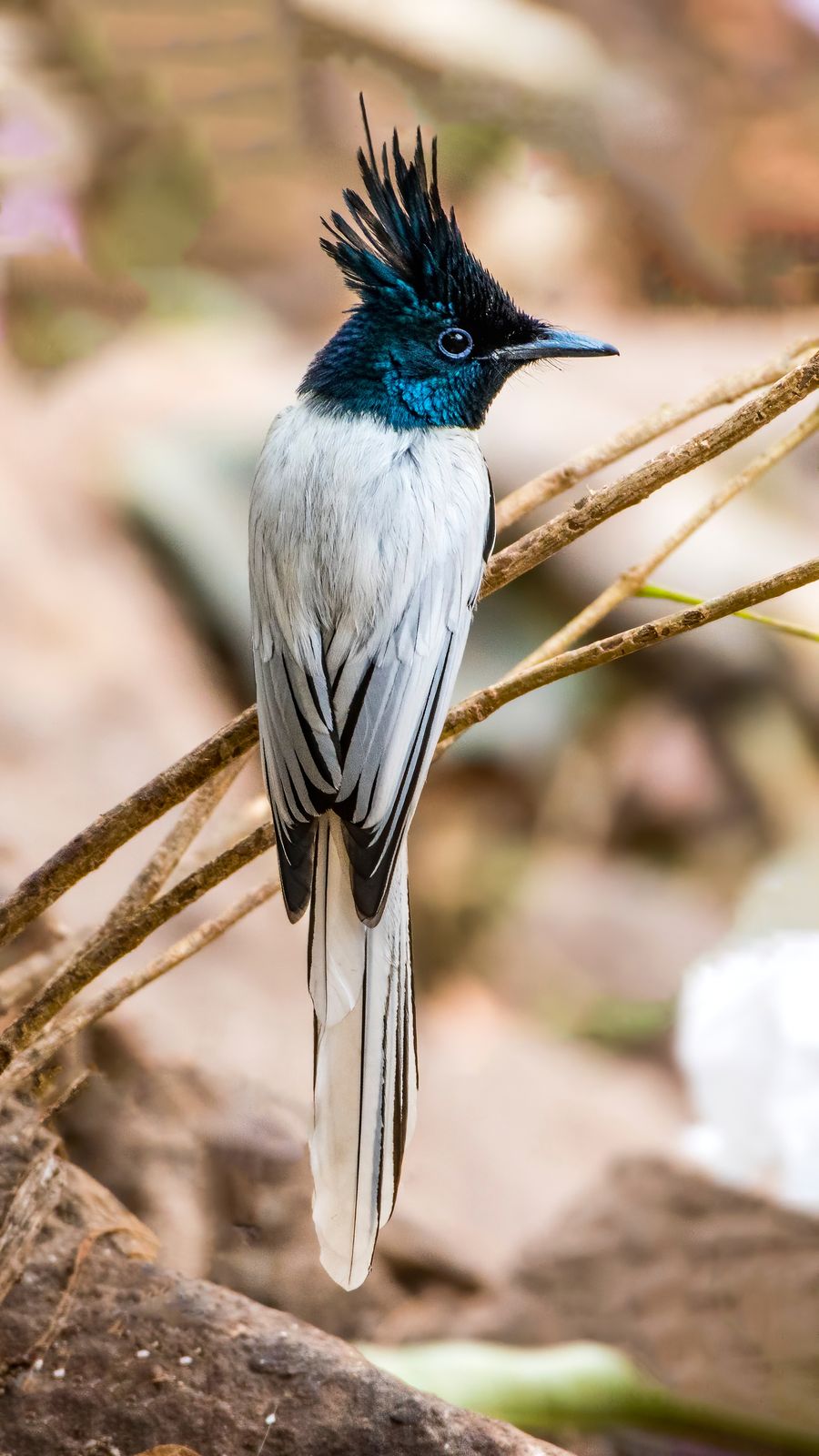 Birds 301