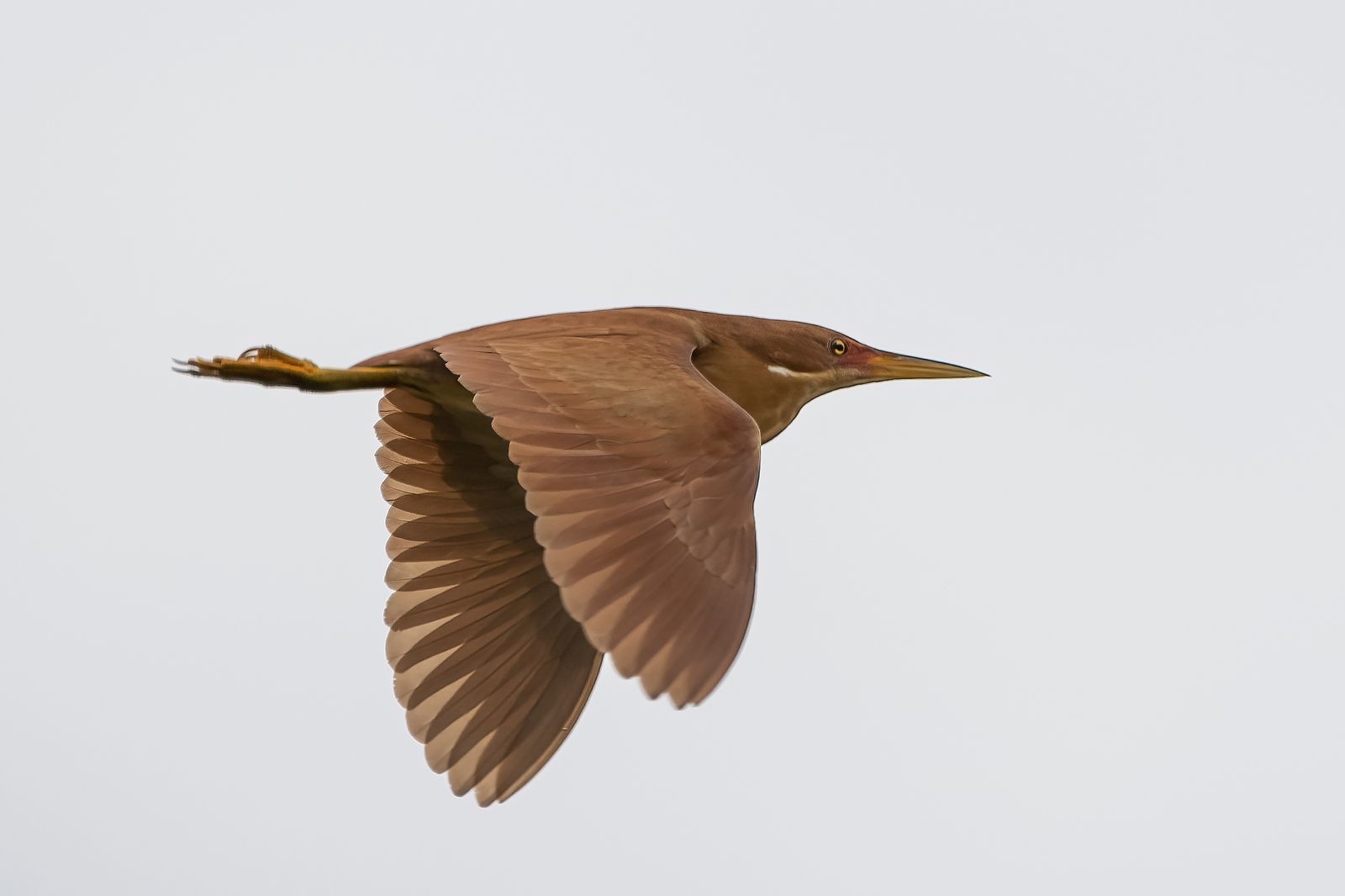 Birds 302