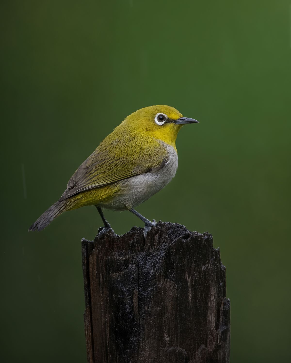 Birds 303