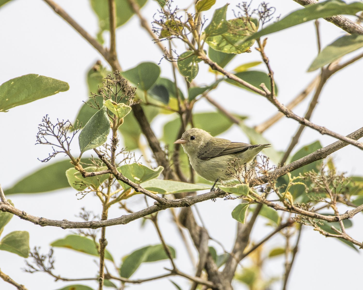 Birds 305
