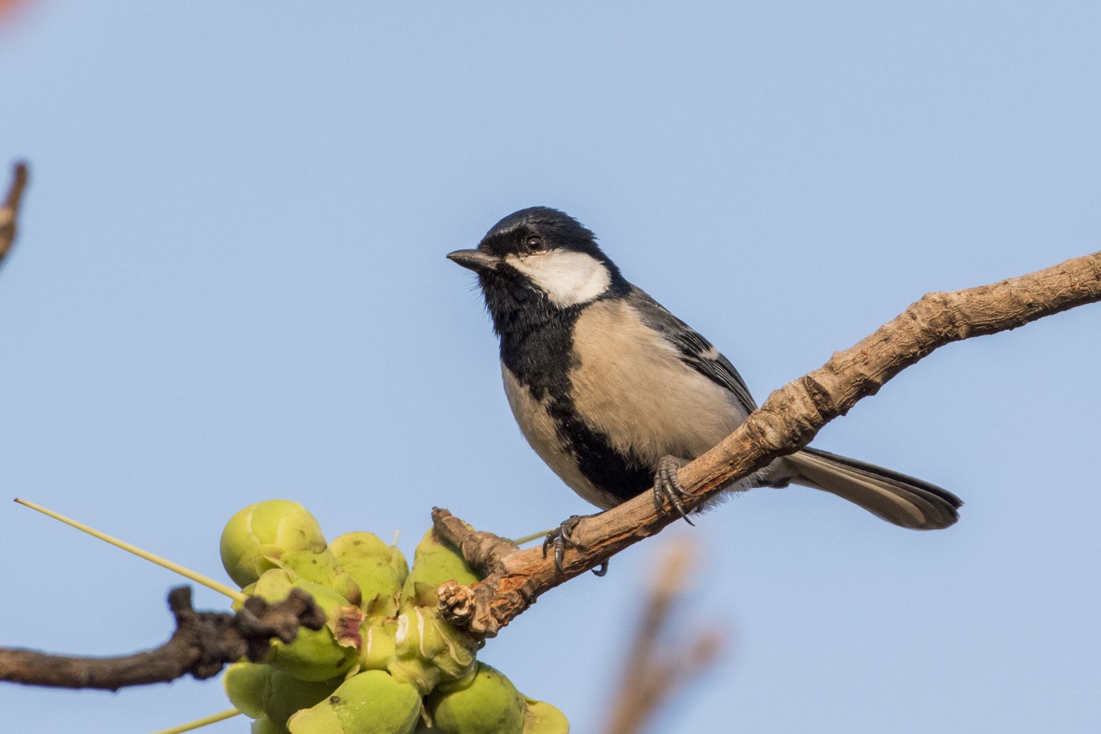 Birds 306