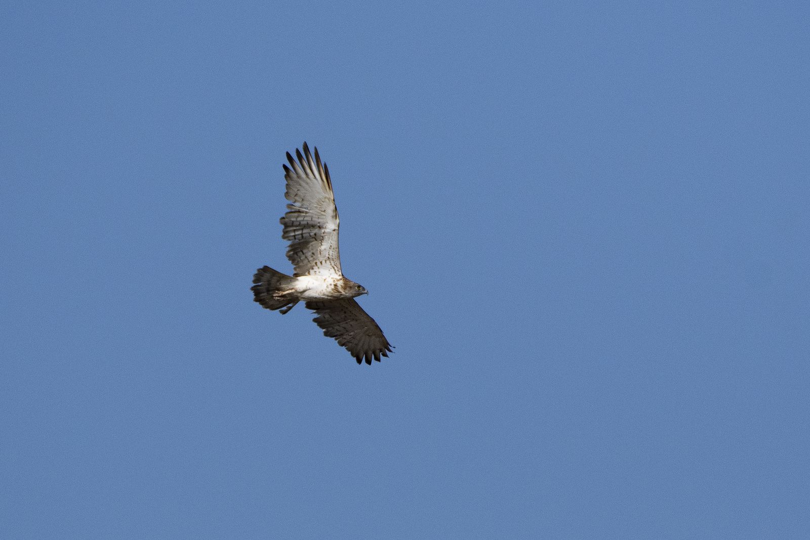 Birds 308