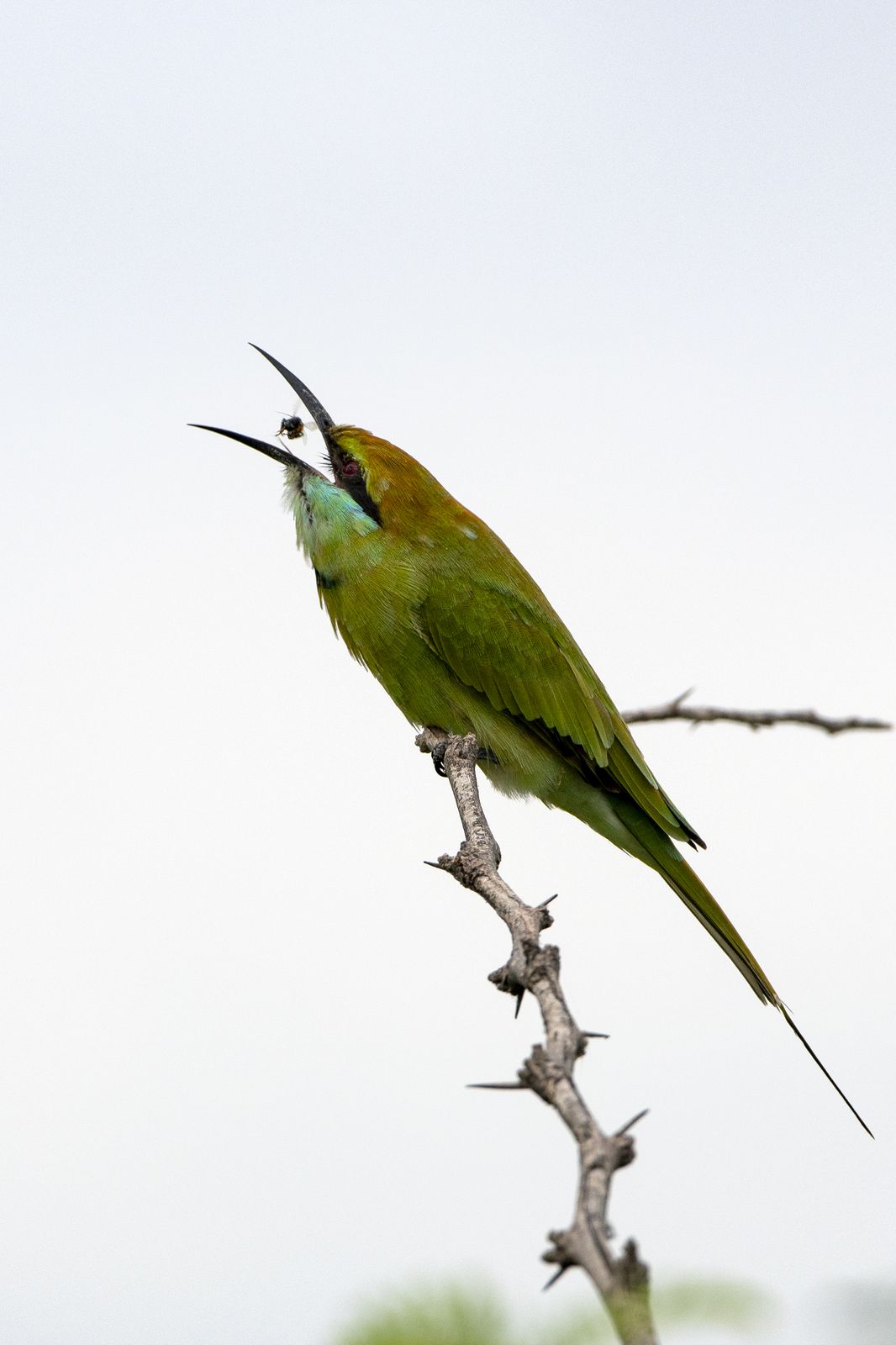Birds 309