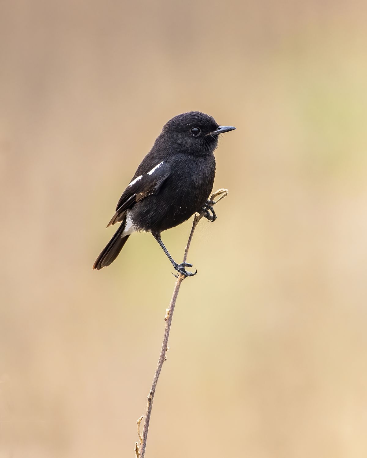 Birds 310