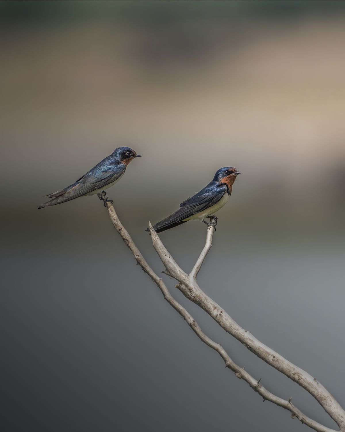 Birds 311