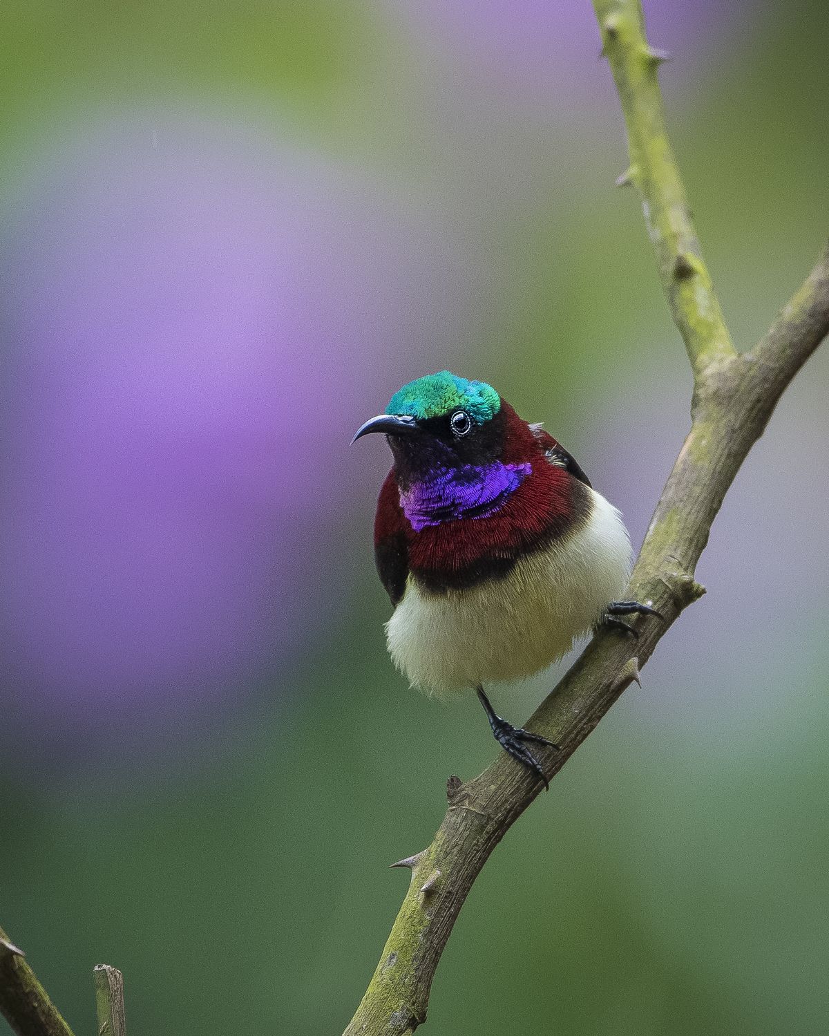 Birds 313