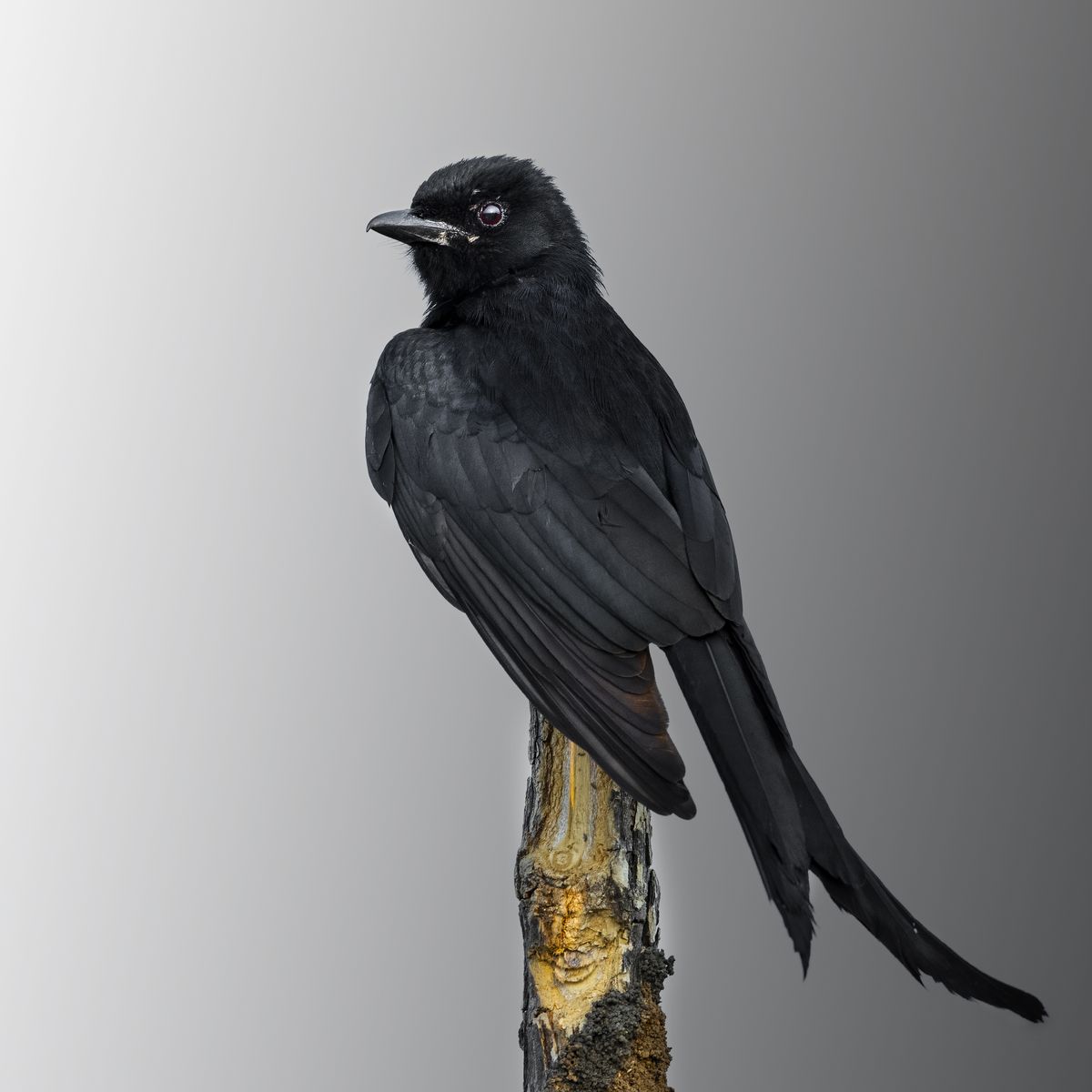 Birds 314