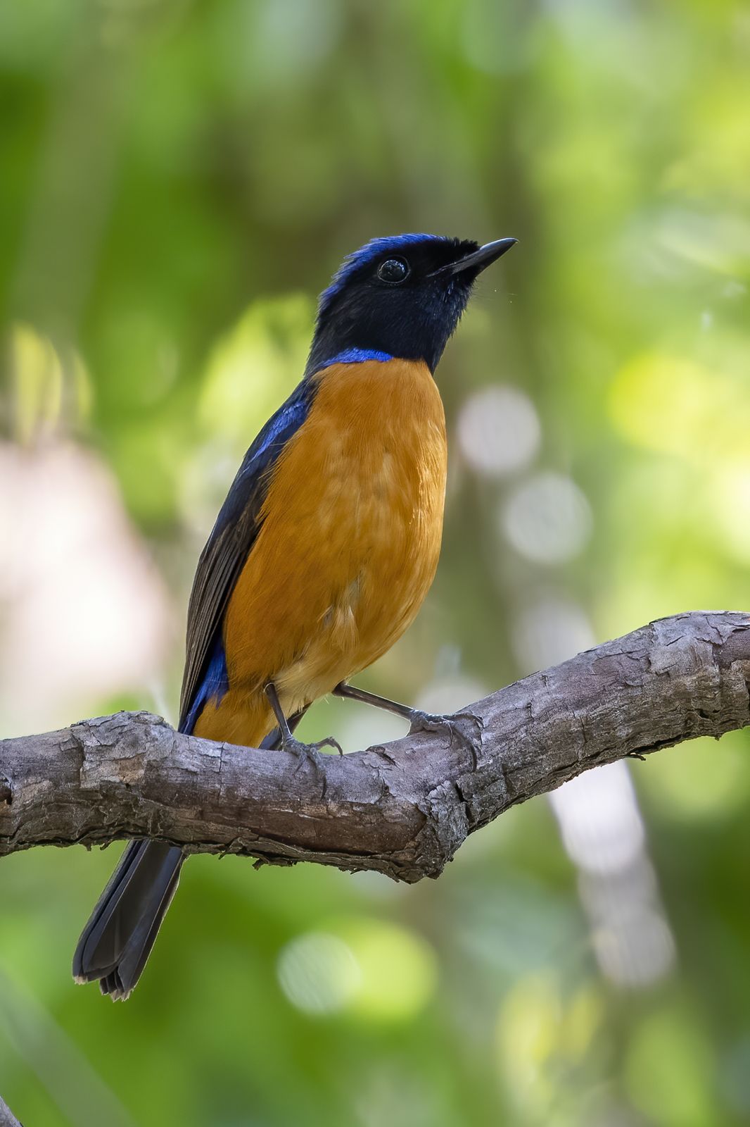 Birds 316