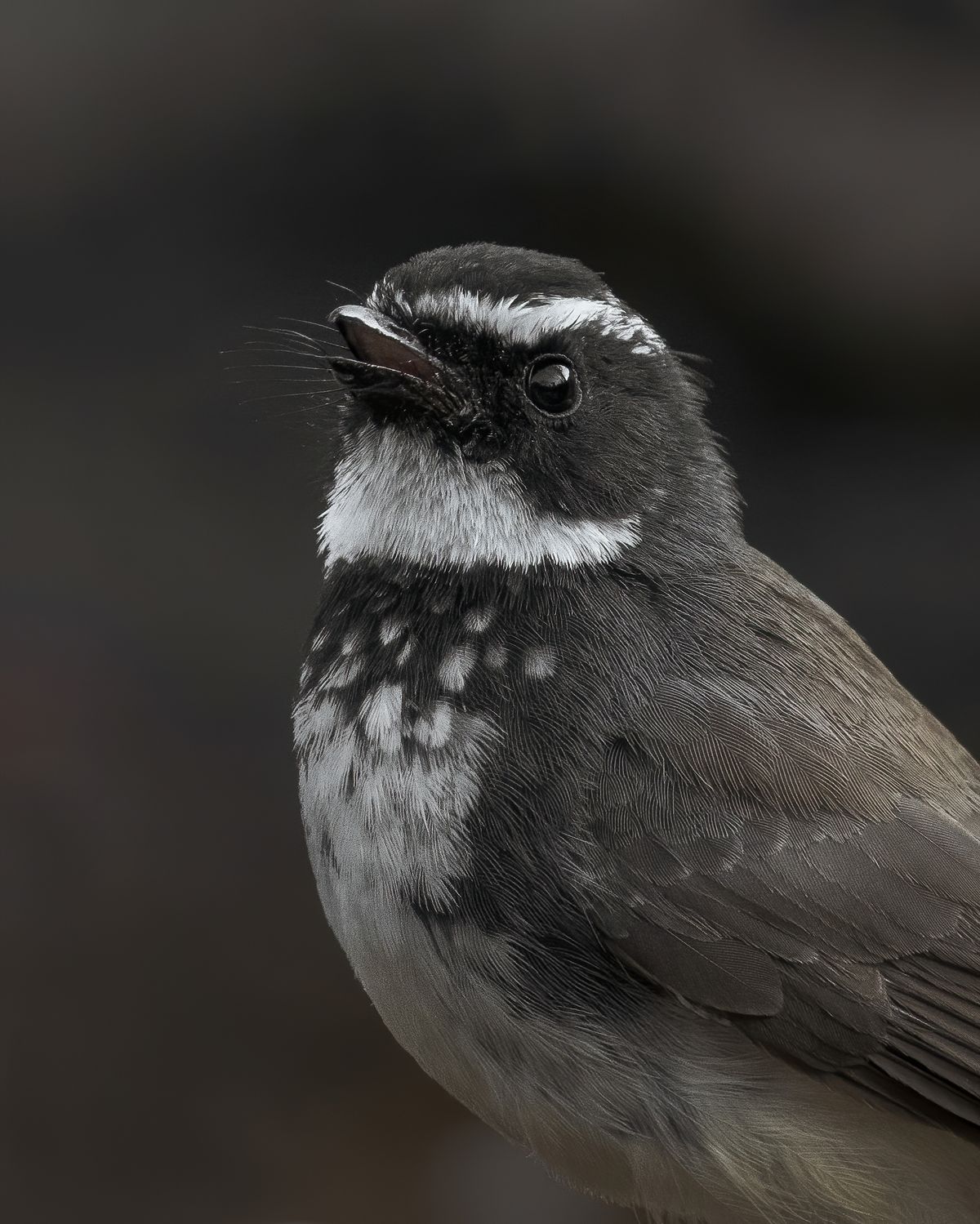 Birds 317