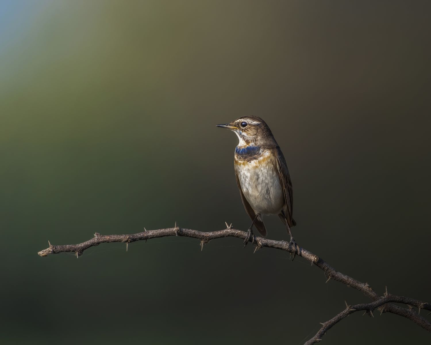 Birds 321