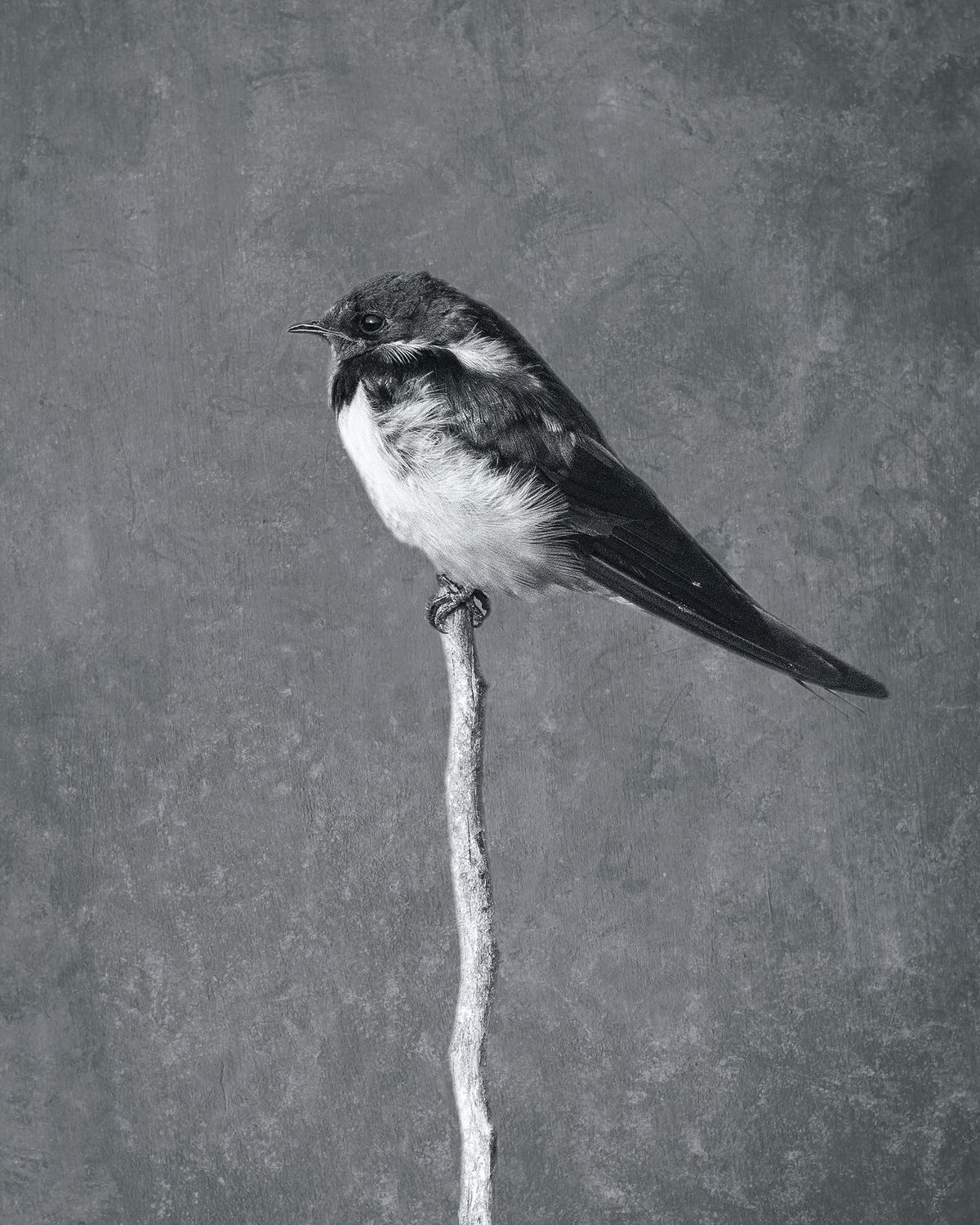 Birds 322