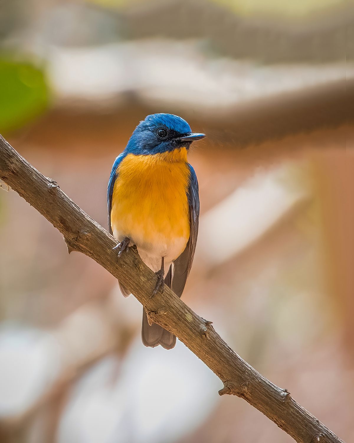 Birds 323