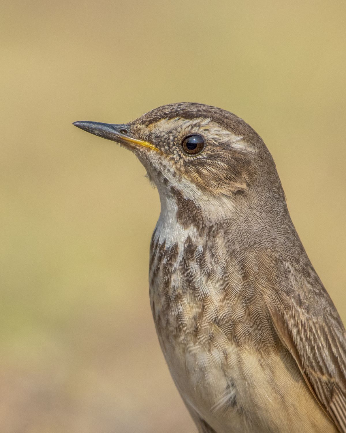 Birds 325